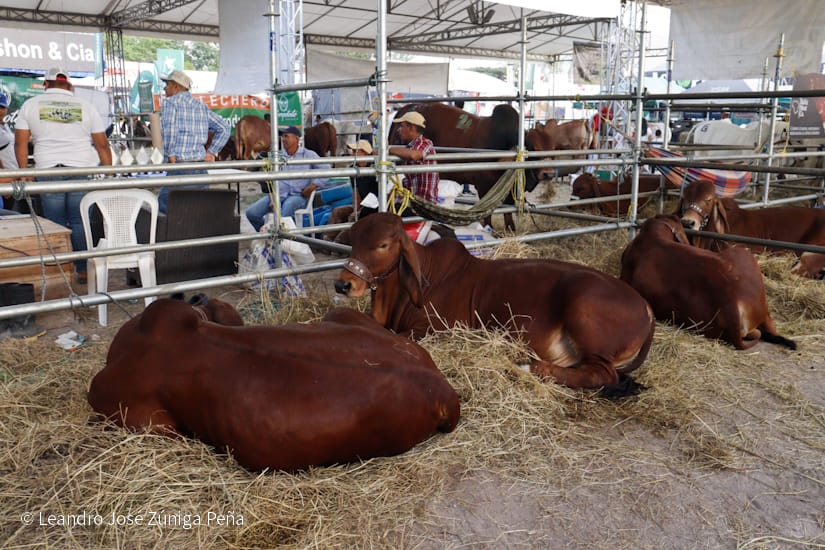 FERIA41