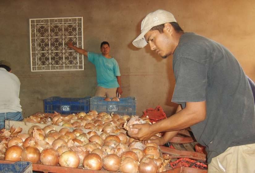 cebolla5