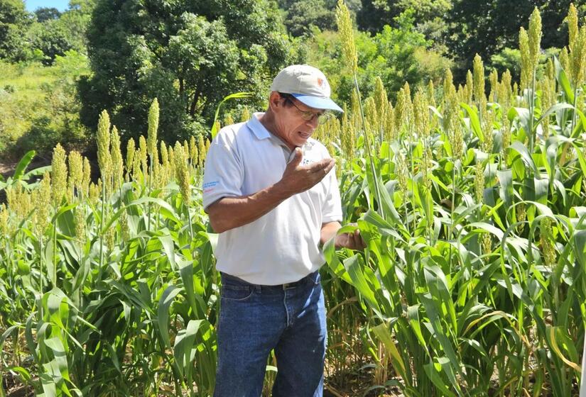 SORGO8