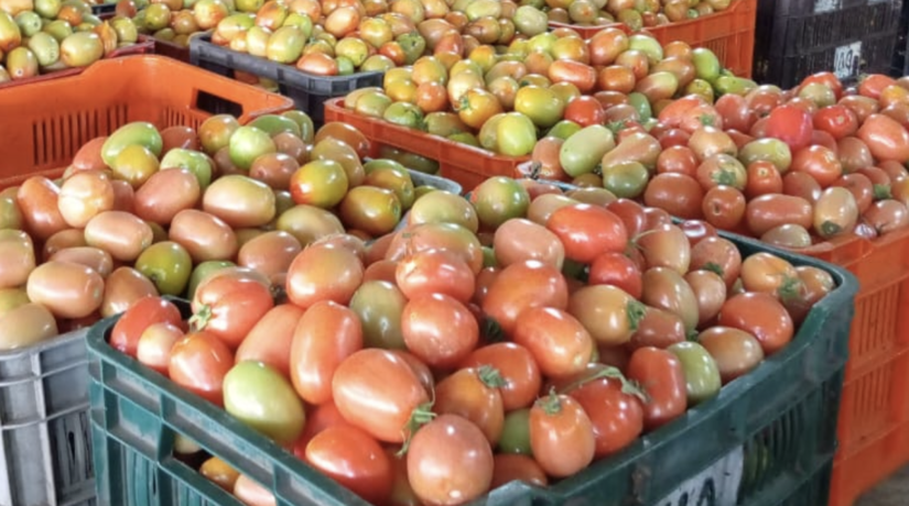 tomate-1