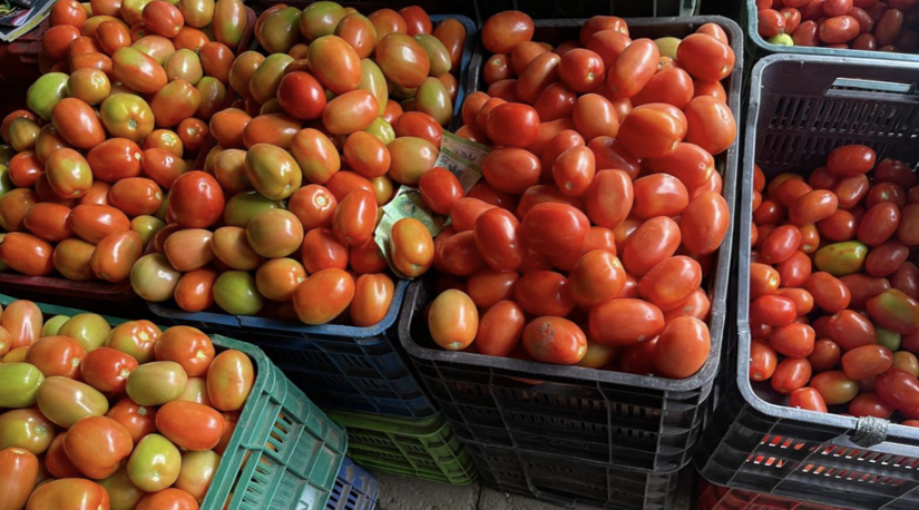 tomate-3