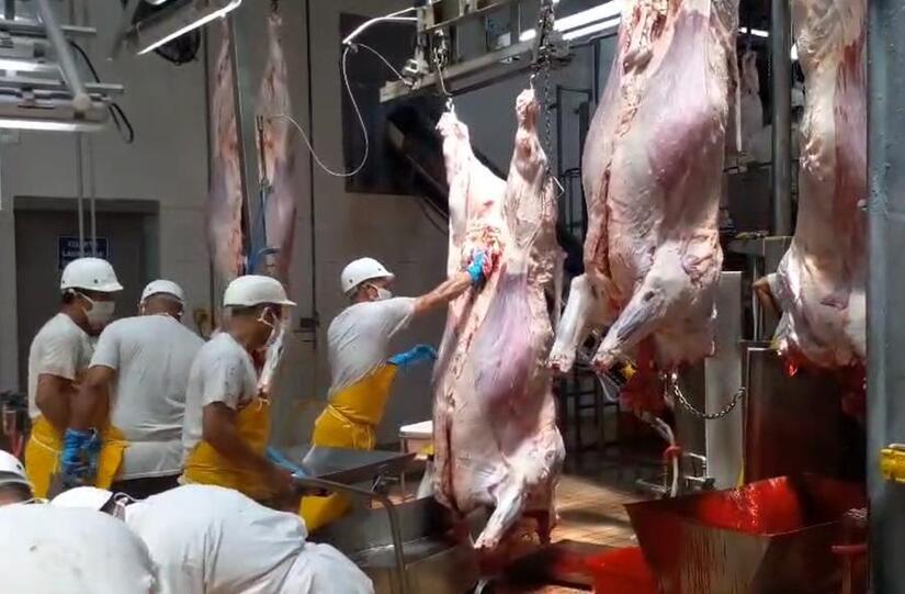 CARNE6