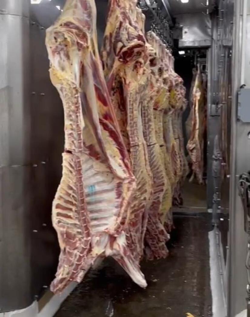 CARNE7