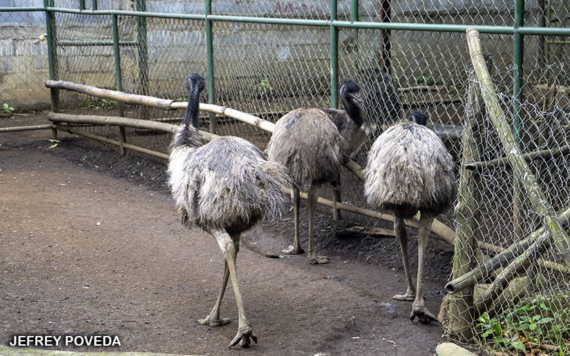 ZOOLOGICO_3