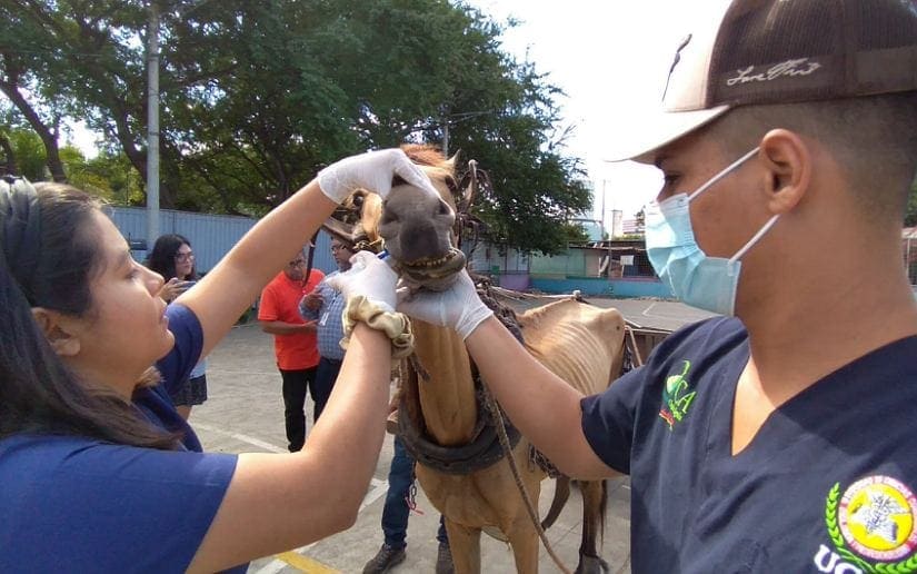 ANIMALES