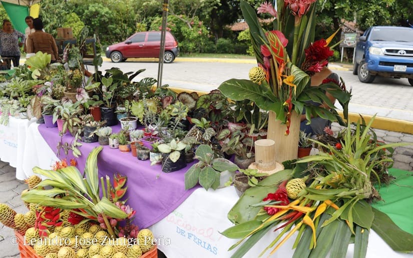 ANIMALES