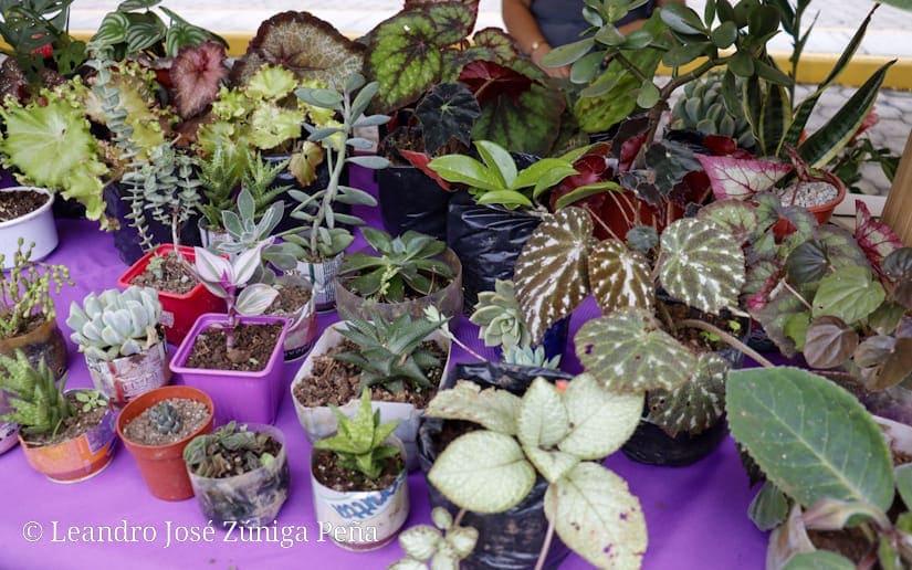 ANIMALES