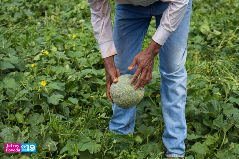 MELON