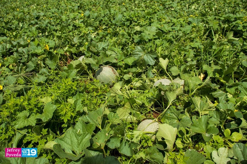 MELON