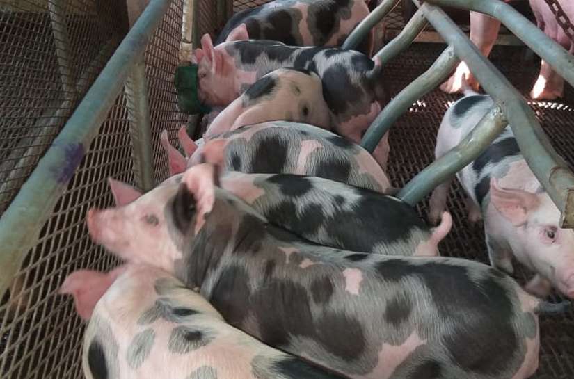 CERDO