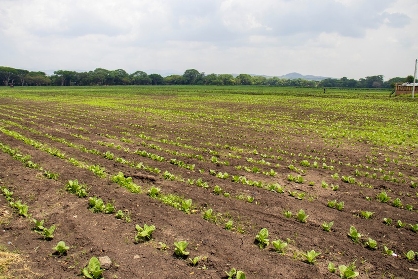 esteli