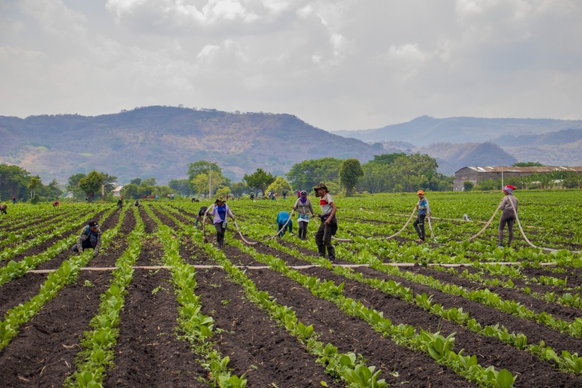 esteli