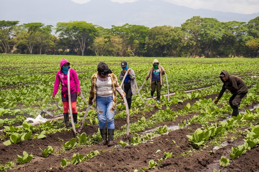 esteli