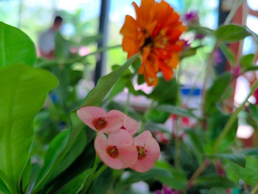 FLORES