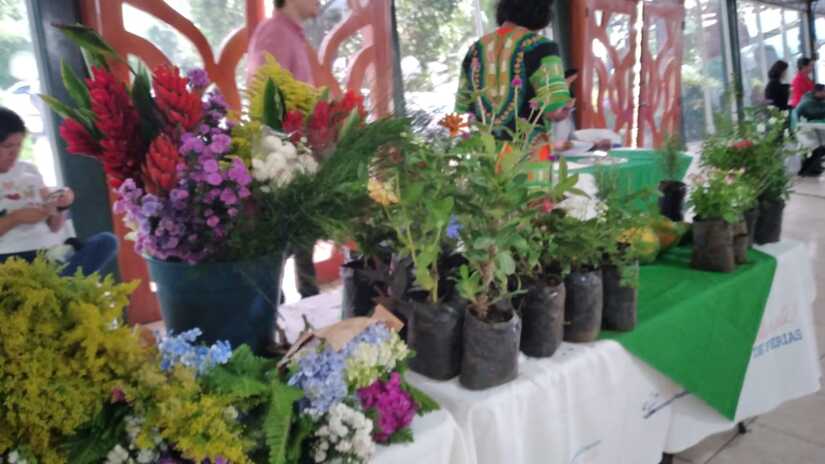 FLORES