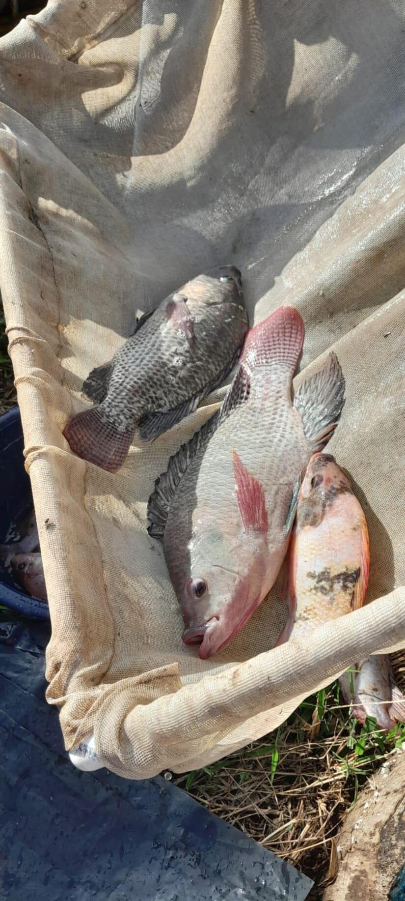 INPESCA6