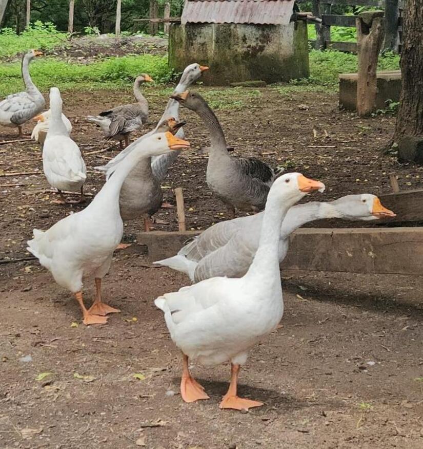 AVES4
