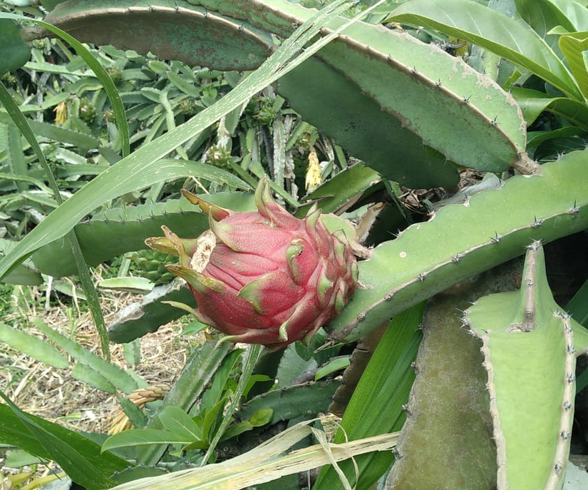 pithaya-8
