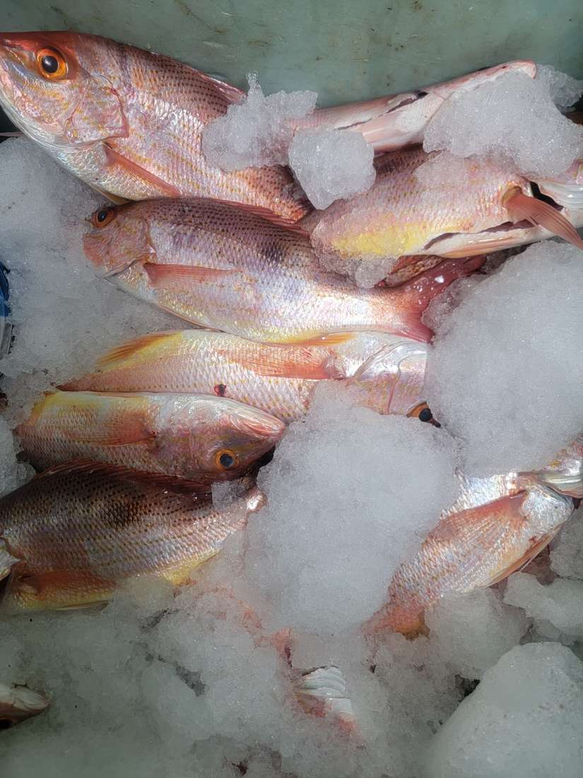 INPESCA7
