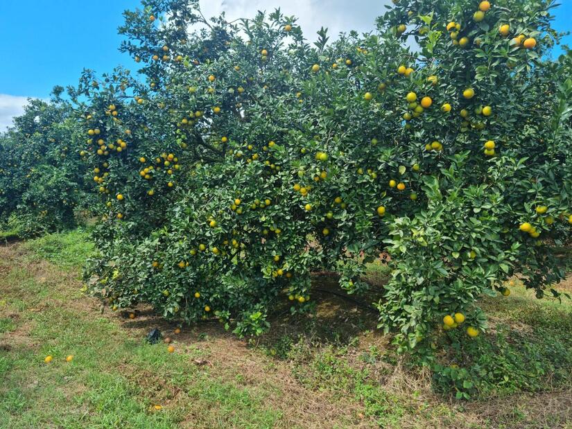 naranja-2