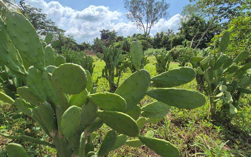 nopal3