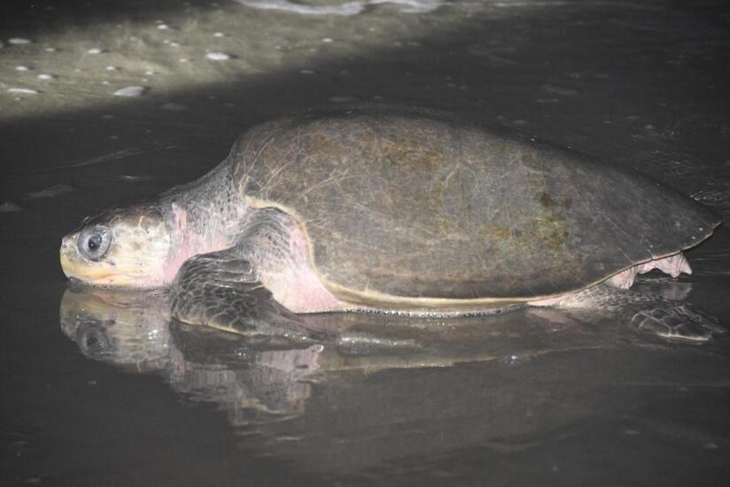 TORTUGAS2