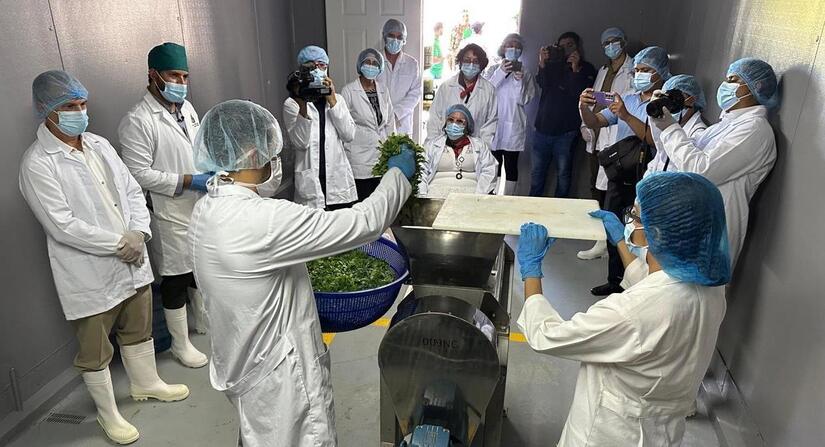 MORINGA11
