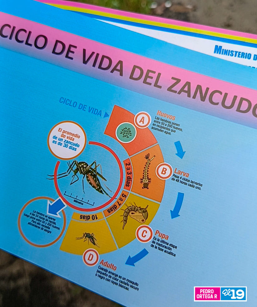 DENGUE7