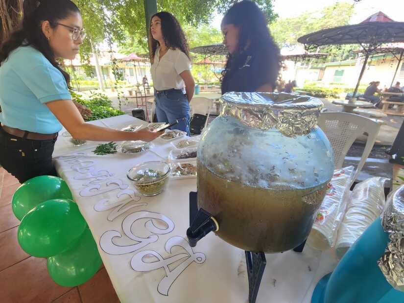 MORINGA2