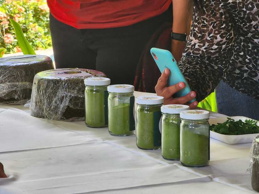 MORINGA20