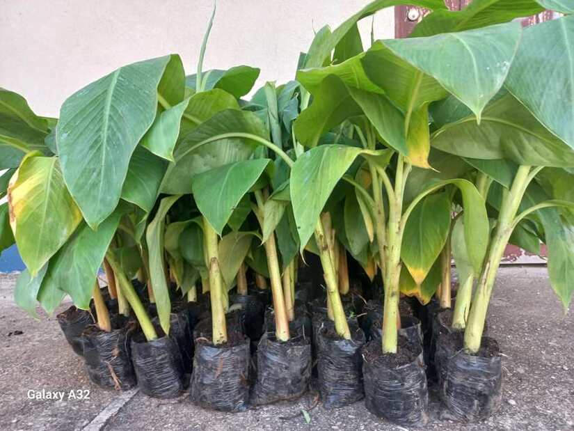 PLANTA3