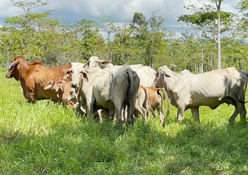 ganado-2