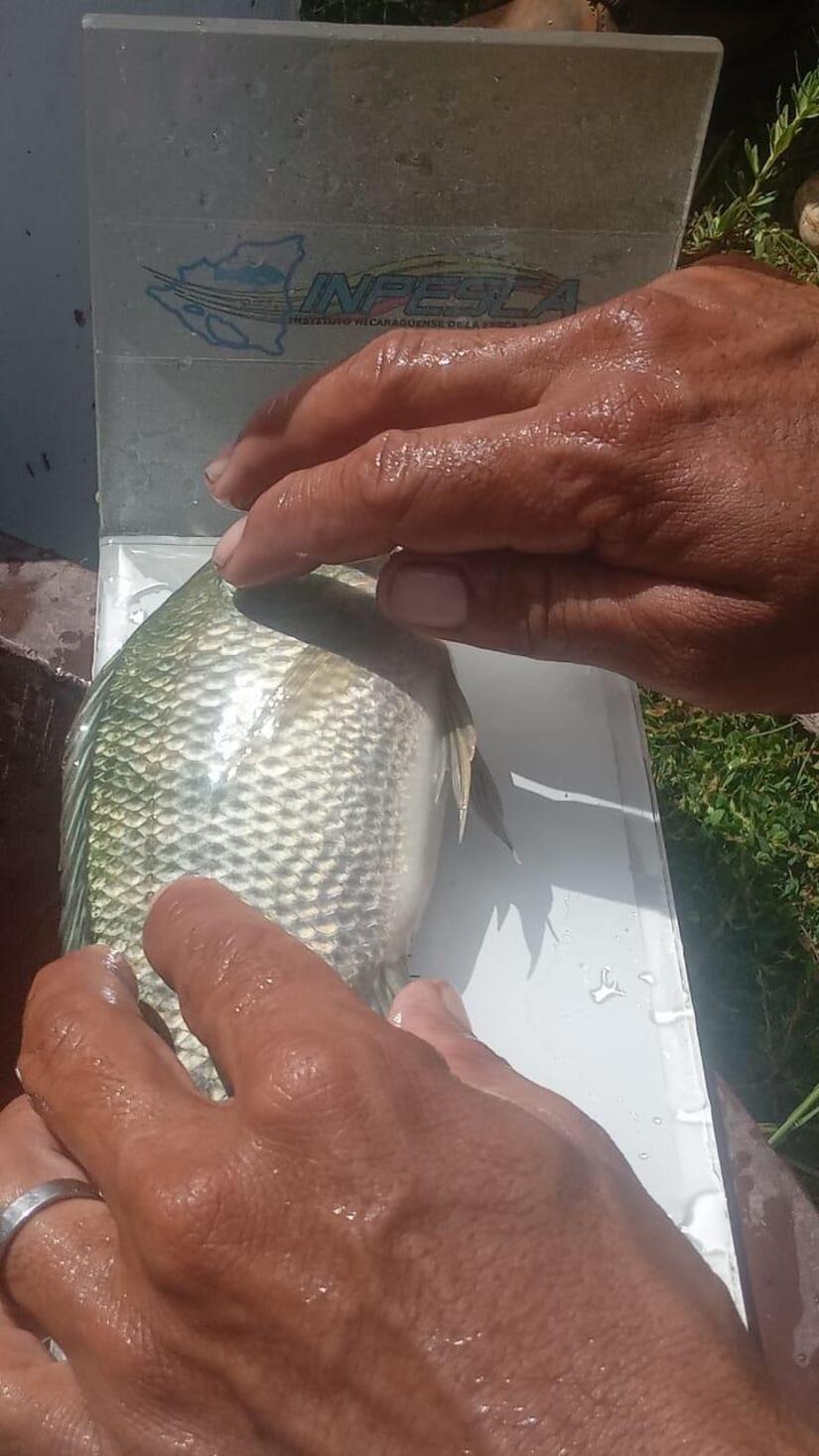 inpesca-13