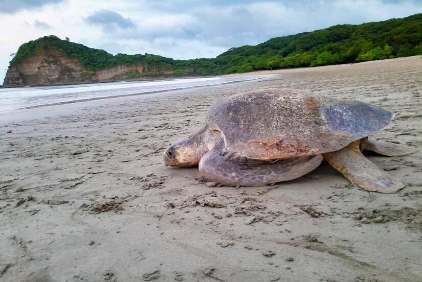 TORTUGAS-(2)
