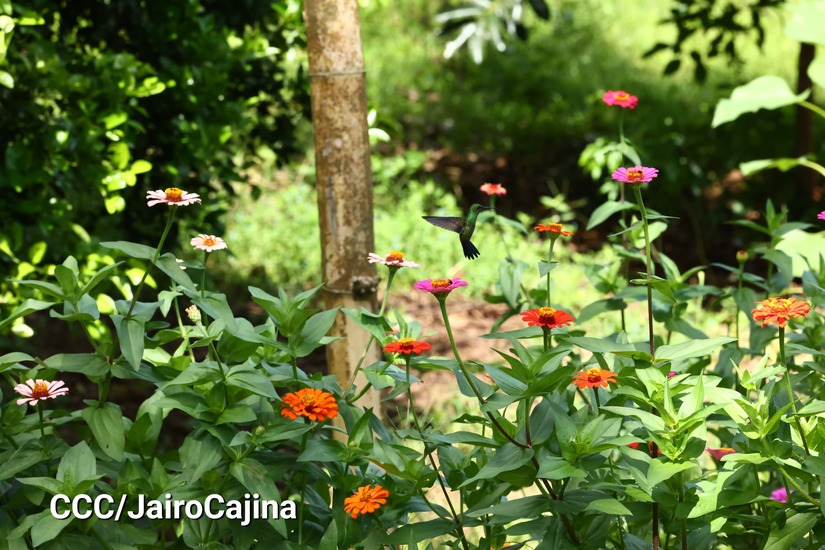FLORES-(11)