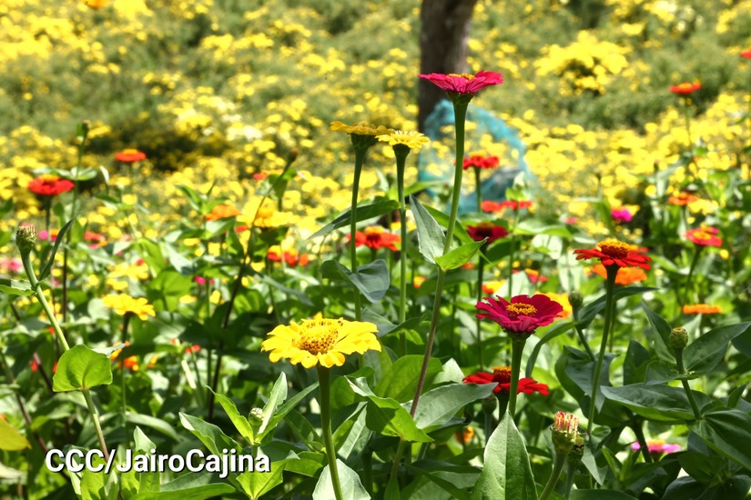 FLORES-(12)