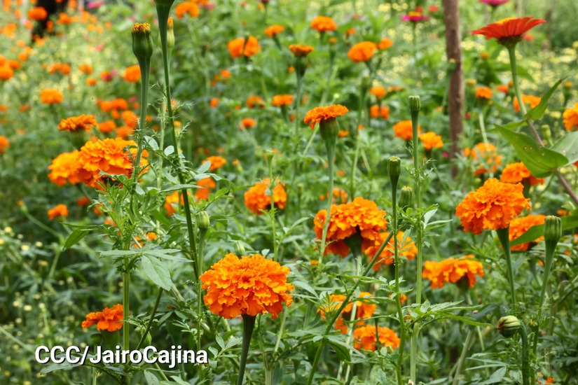 FLORES-(13)