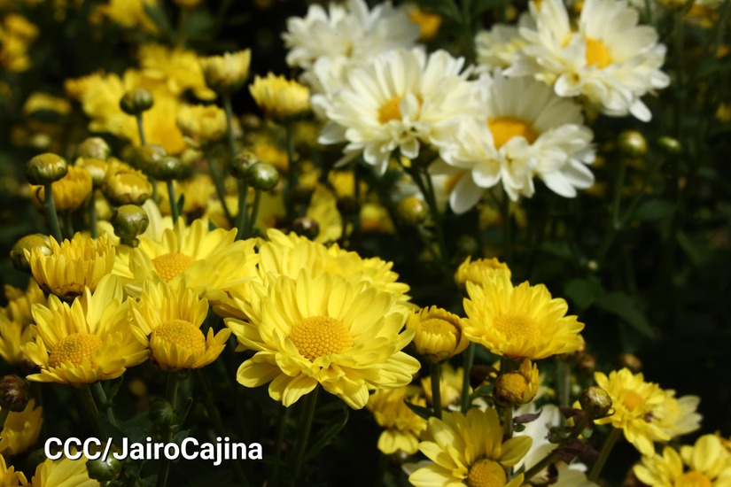 FLORES-(17)