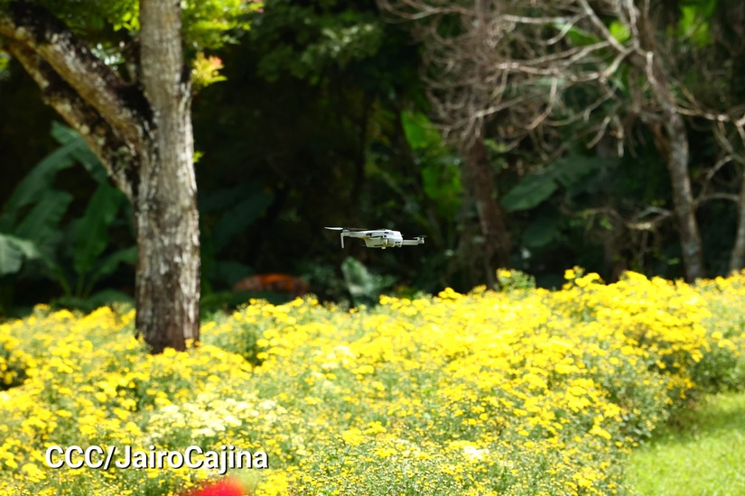 FLORES-(22)