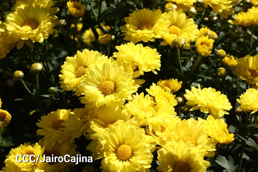FLORES-(25)