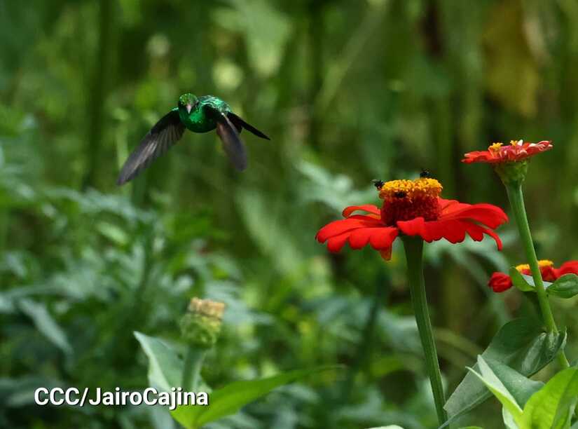 FLORES-(3)