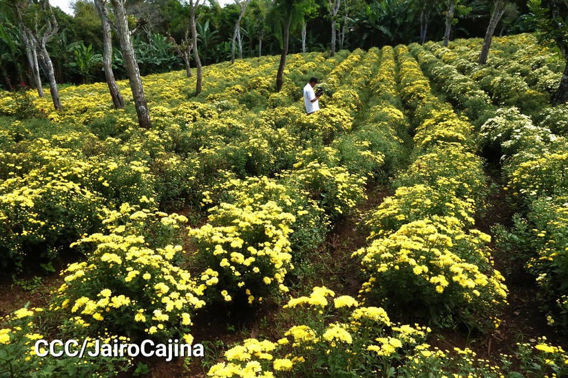 FLORES-(9)