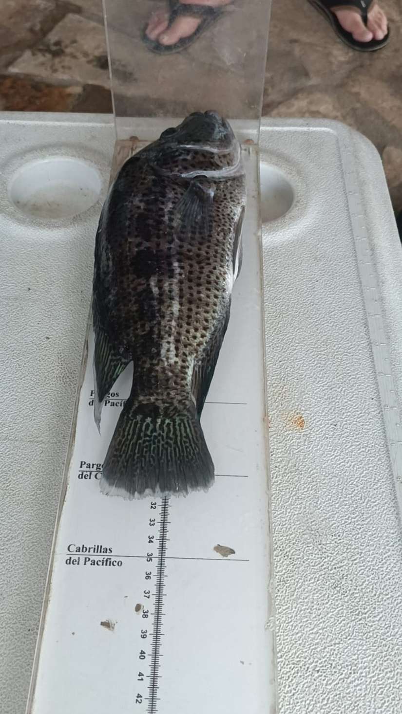 PESCA2