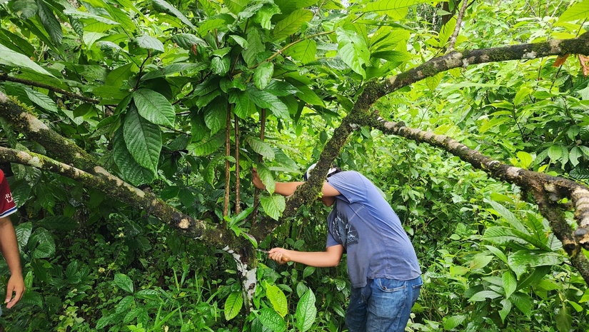 cacao-2