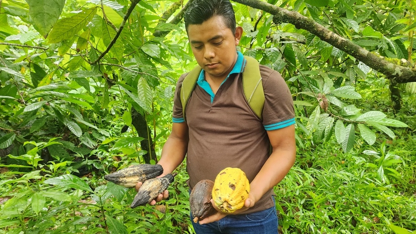 cacao-4