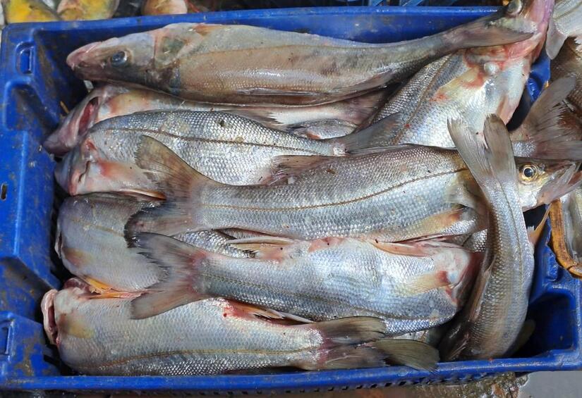 INPESCA10