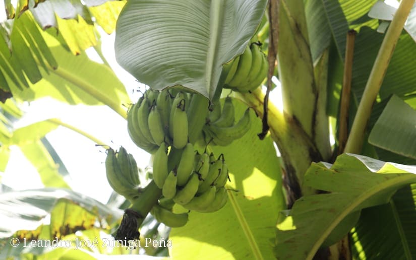 platano