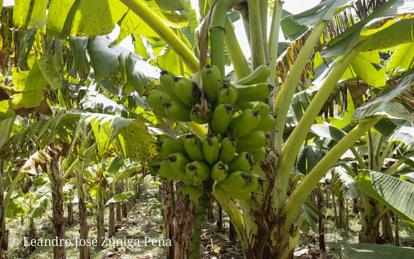 platano