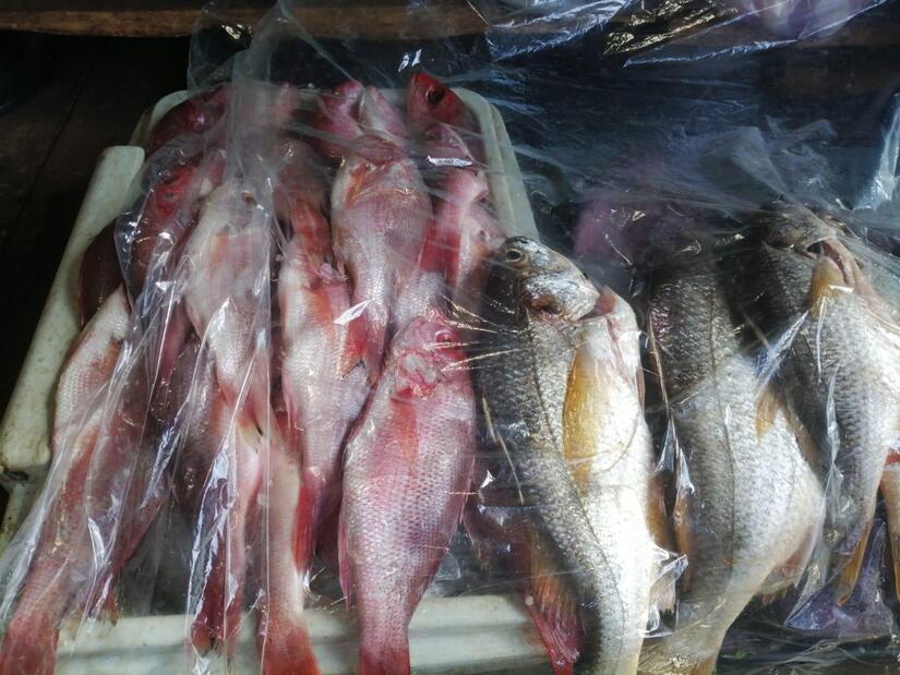 INPESCA15