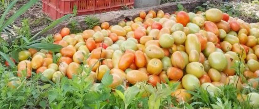 TOMATE2